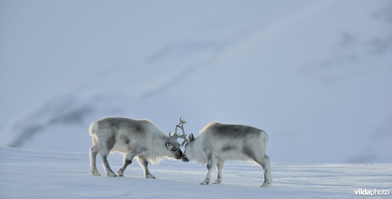 Spitsbergen-Rendier