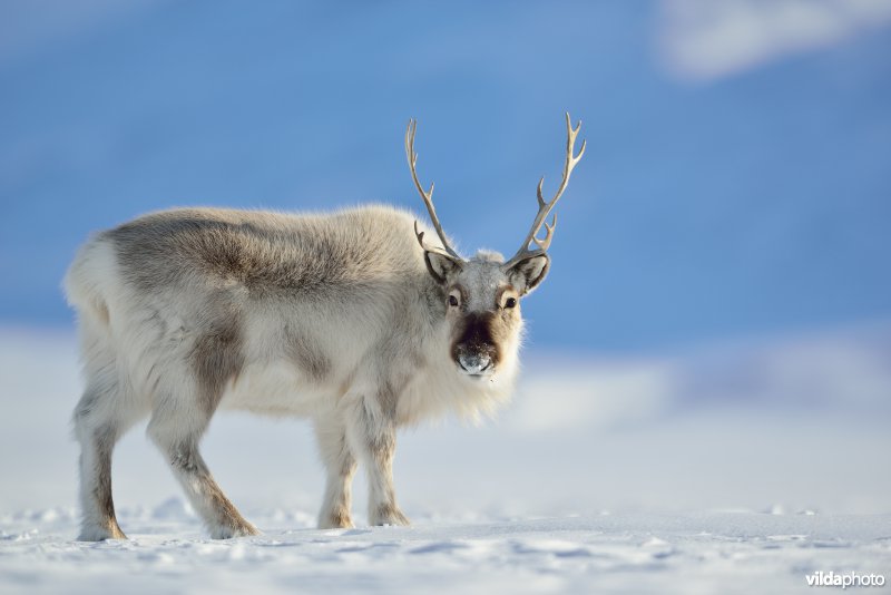 Spitsbergen-Rendier