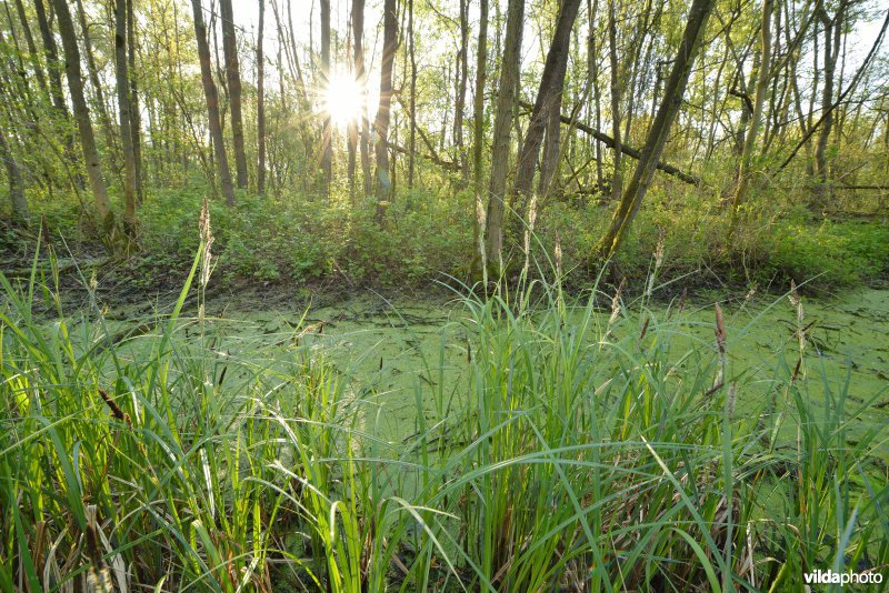 KBR polder: Elzenbroekbossen
