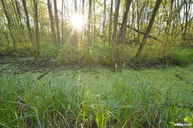 KBR polder: Elzenbroekbossen