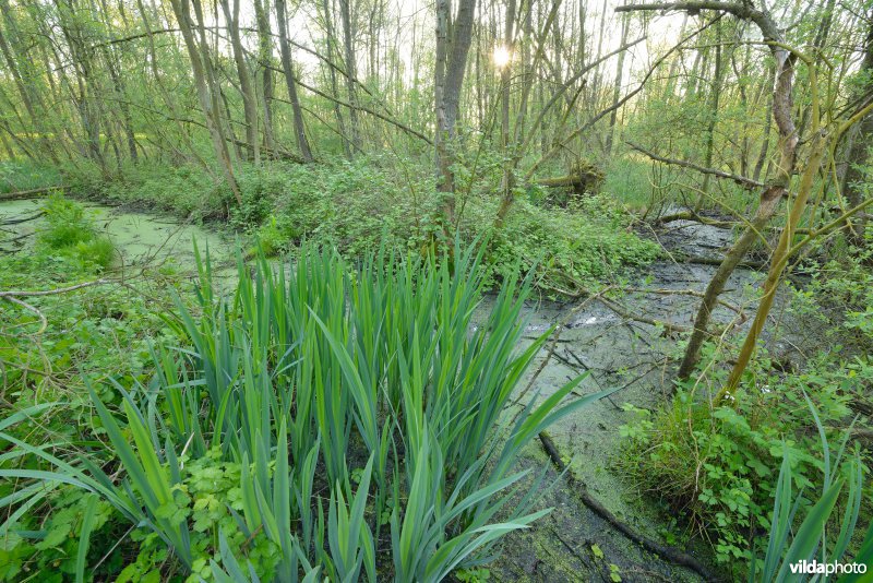 KBR polder: Elzenbroekbossen