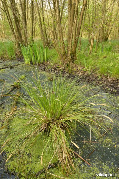 KBR polder: Elzenbroekbossen