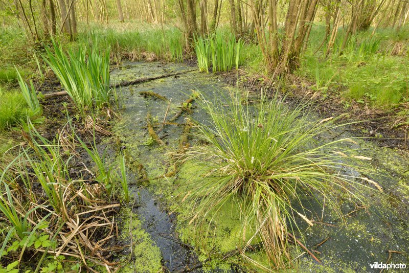 KBR polder: Elzenbroekbossen