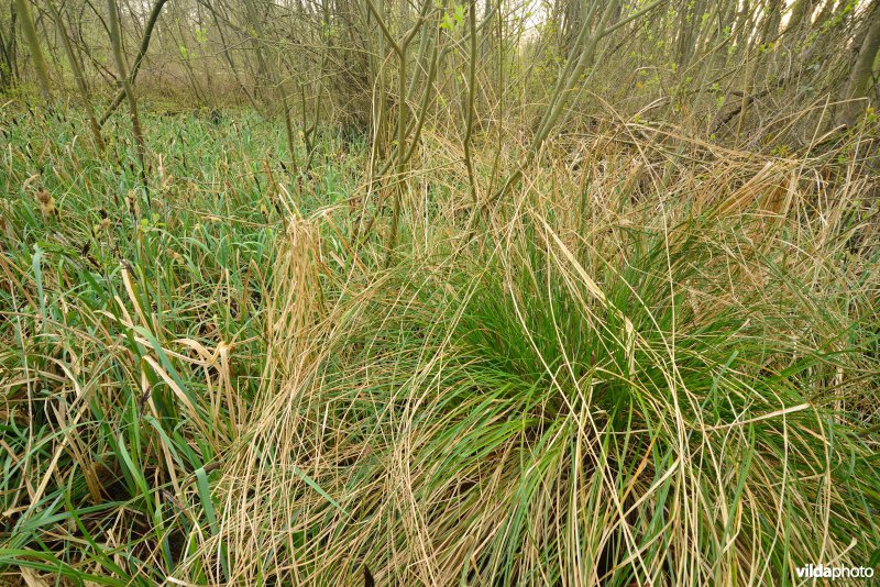 KBR polder: Elzenbroekbossen