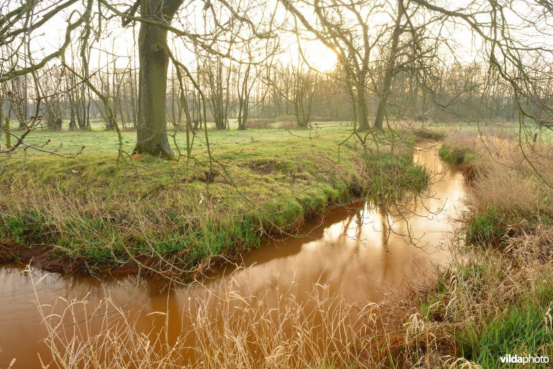Grote Netewoud