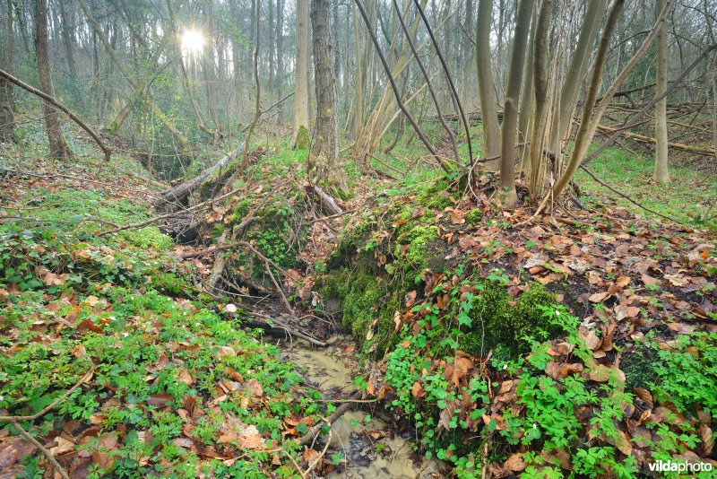 Hellegatbos