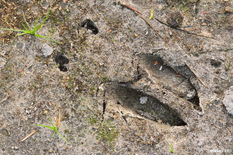 Spoor van Ree