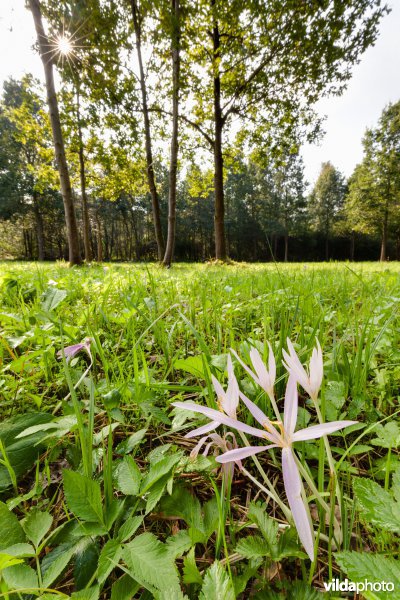 Herfsttijloos in het Silsombos