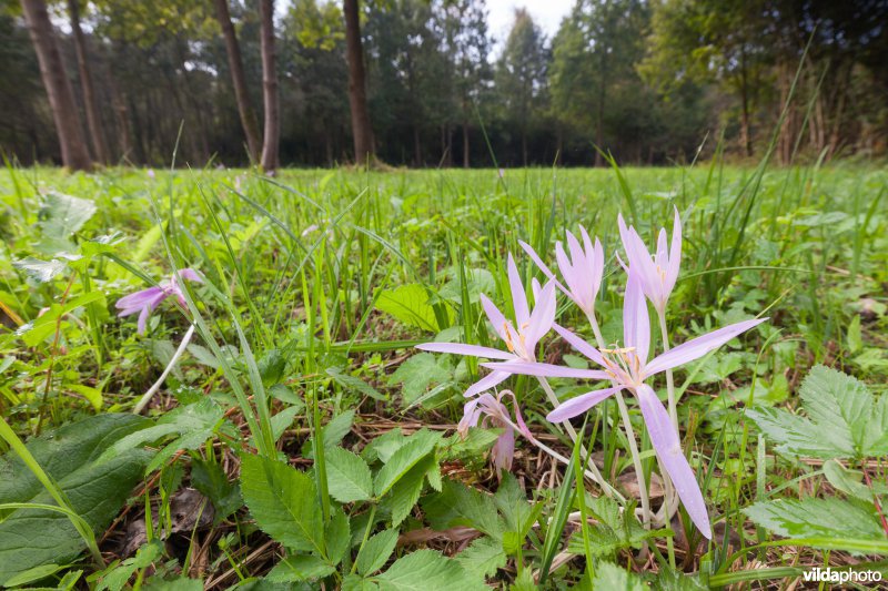 Herfsttijloos in het Silsombos