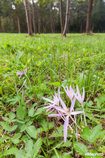 Herfsttijloos in het Silsombos