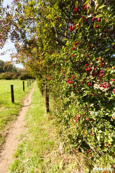 Meidoornhaag naast een wandelpad