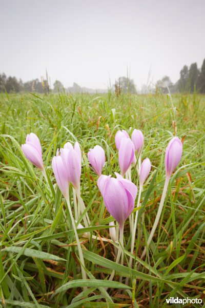 Herfsttijloos