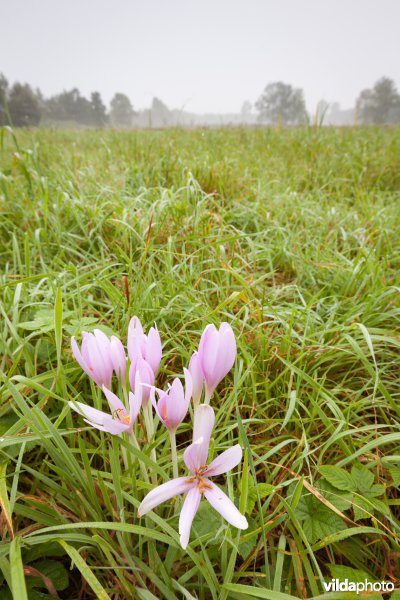 Herfsttijloos