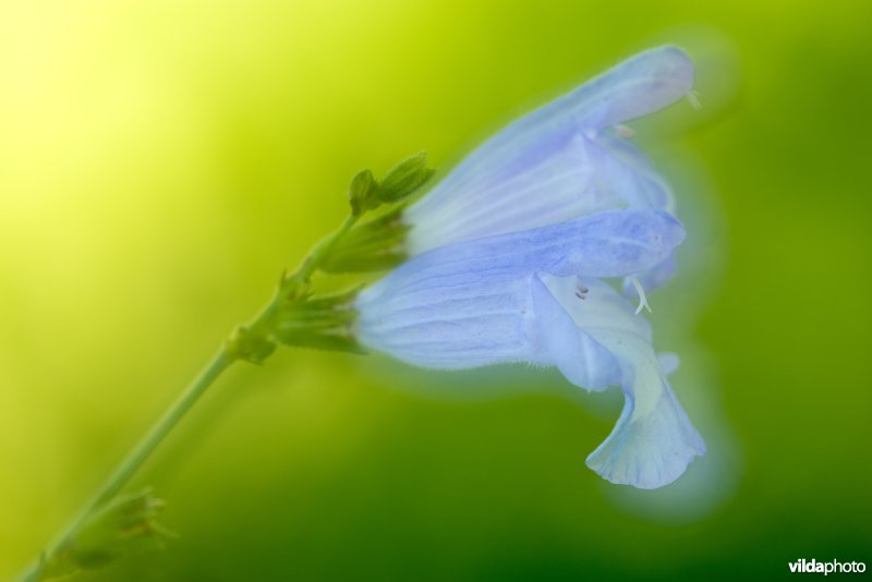 Salvia brachiodont