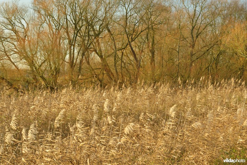 Grote Vijver (Noord Deel 1)