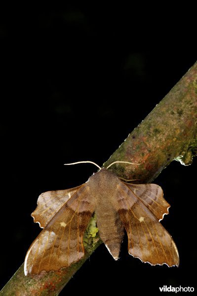 Populierenpijlstaart