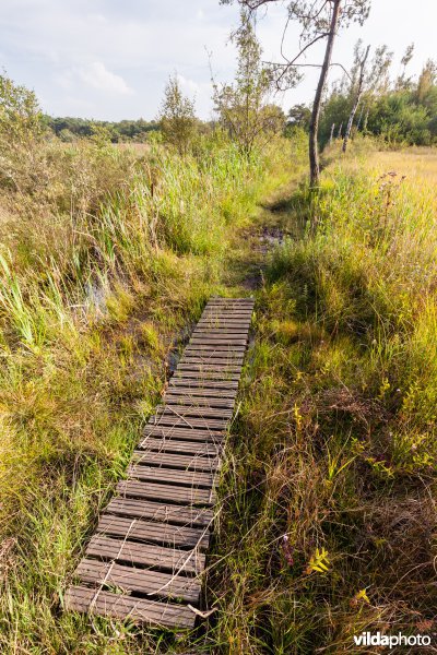 Plankenpad in natte heide