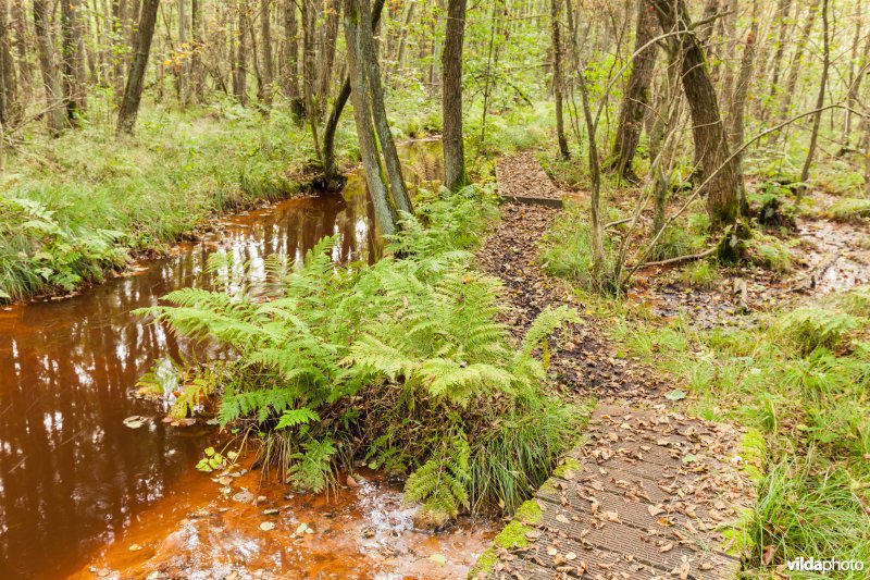 Plankenpad in een moerasbos