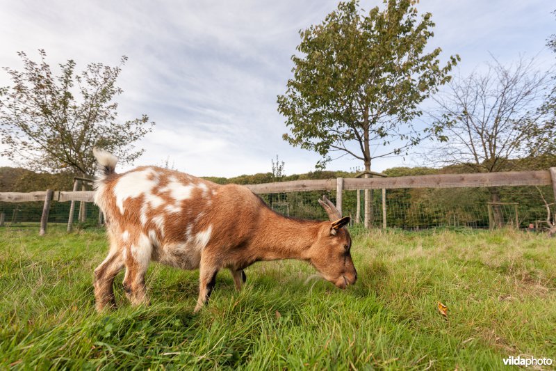 Geitje in de kinderboerderij van Kiewit