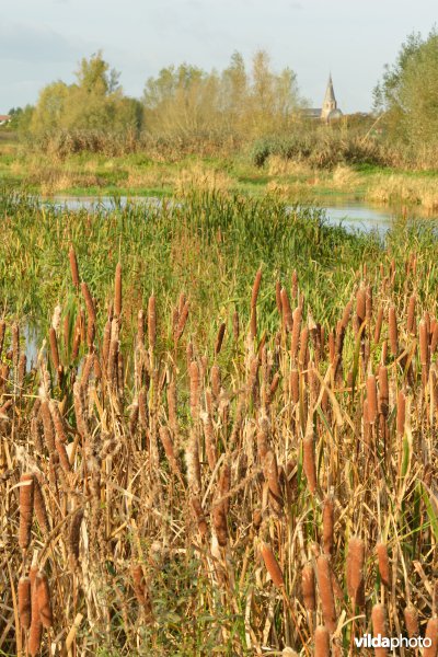 Bergenmeersen 