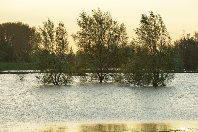 Overstroomde Paardeweide