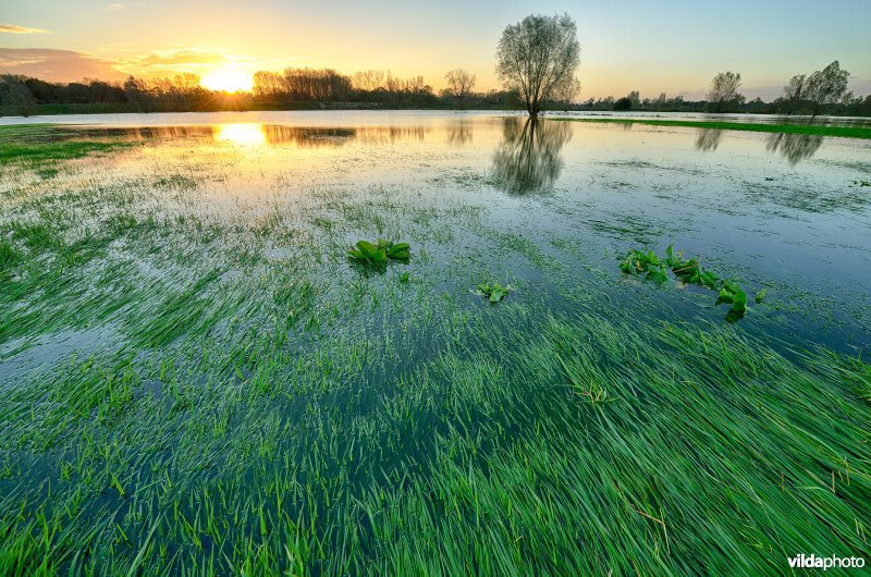 Overstroomde Paardeweide