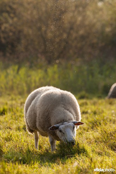 Schapenbegrazing