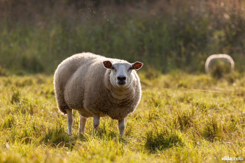 Schapenbegrazing