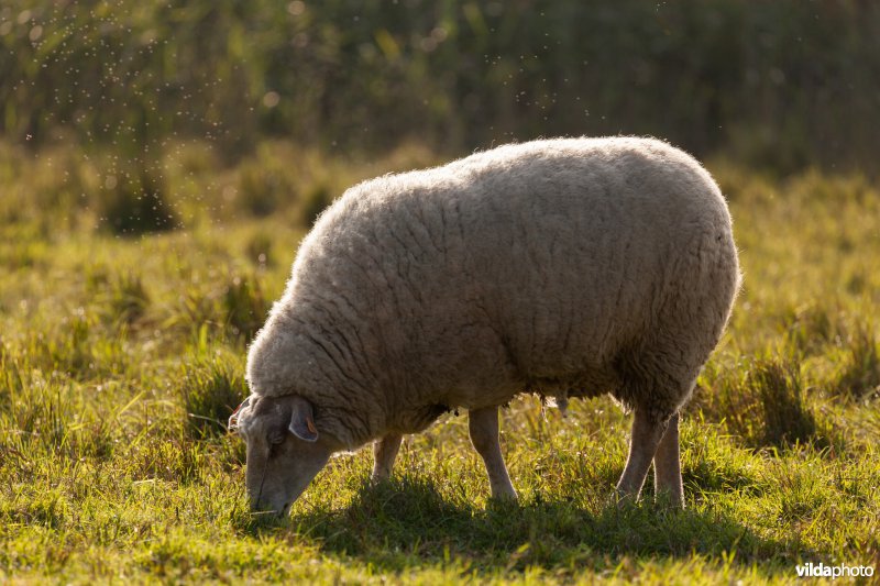 Schapenbegrazing