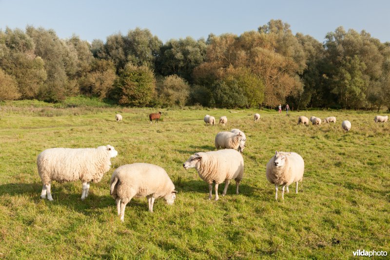 Schapenbegrazing