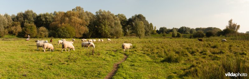 Schapenbegrazing