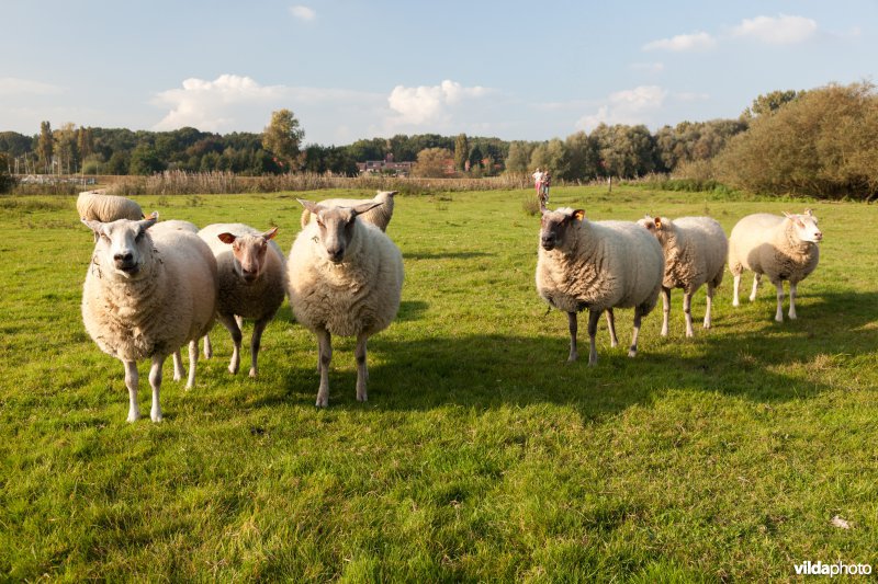 Schapenbegrazing