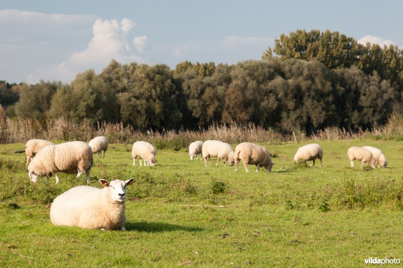 Schapenbegrazing