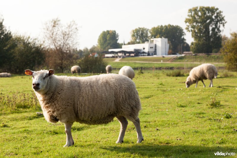 Schapenbegrazing