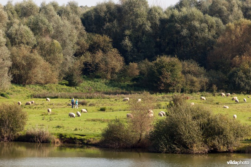 Wandelaars tussen de schapen