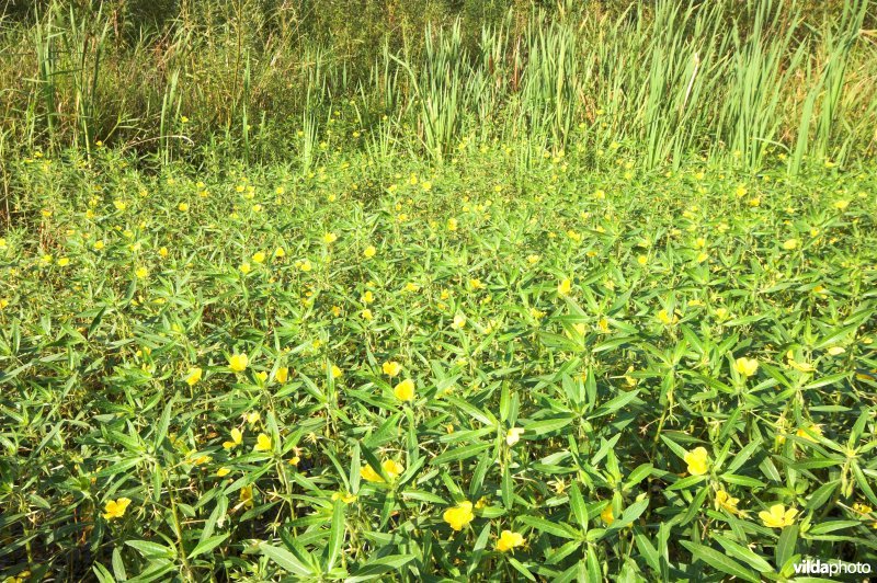 Invasieve waterteunisbloem