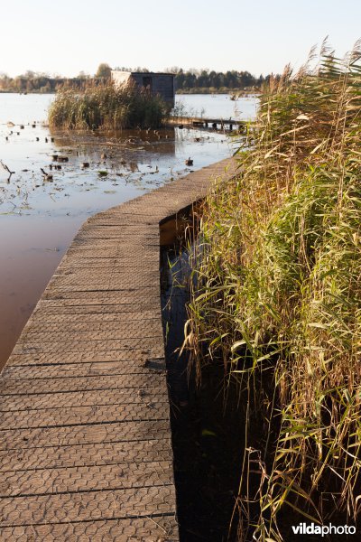 Plankenpad naar een vogelkijkhut