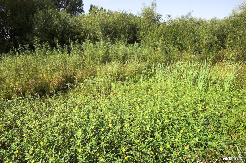 Poel overgroeid met waterteunisbloem