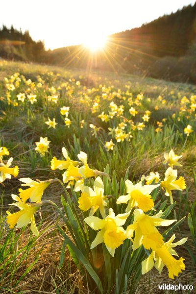 Narcissen in het Holzwarchedal