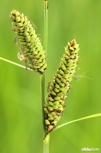 Vrouwelijke aren van zwarte zegge