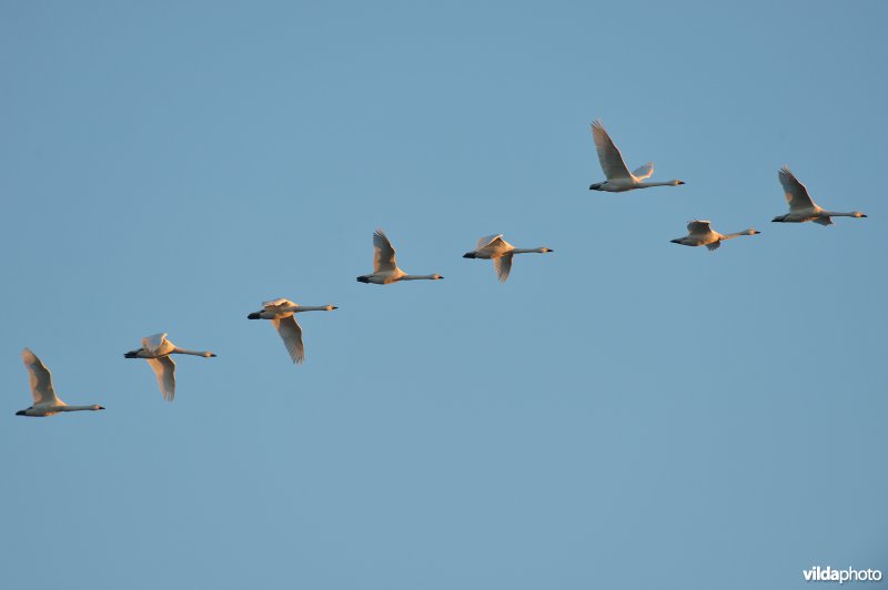 Kleine zwanen in vlucht