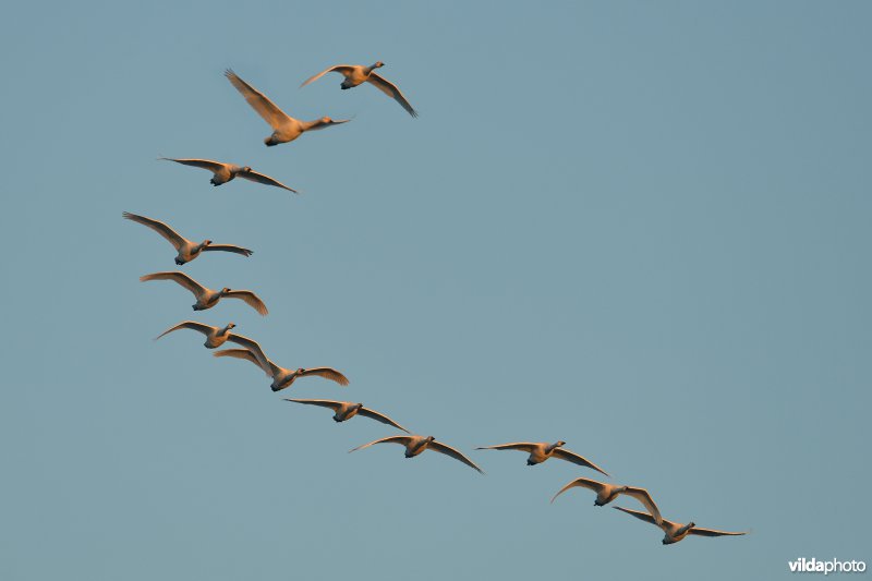 Kleine zwanen in vlucht