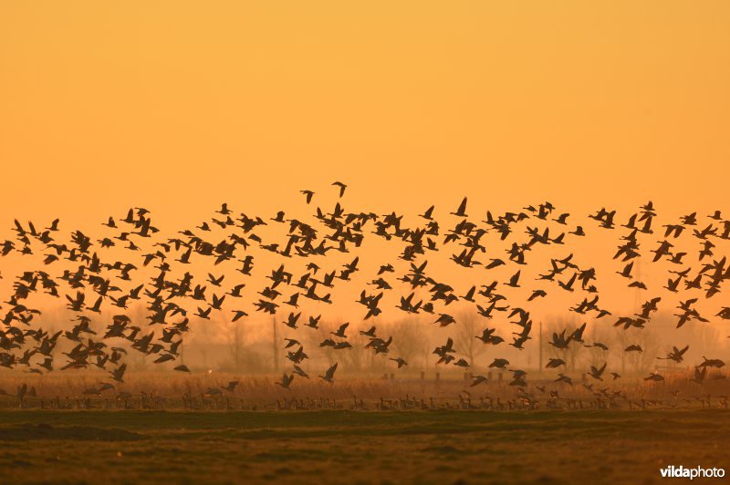 Kleine rietganzen in de polders