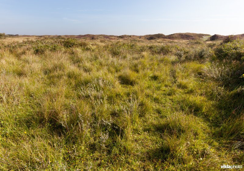 Leefgebied van de Moerassteekmier