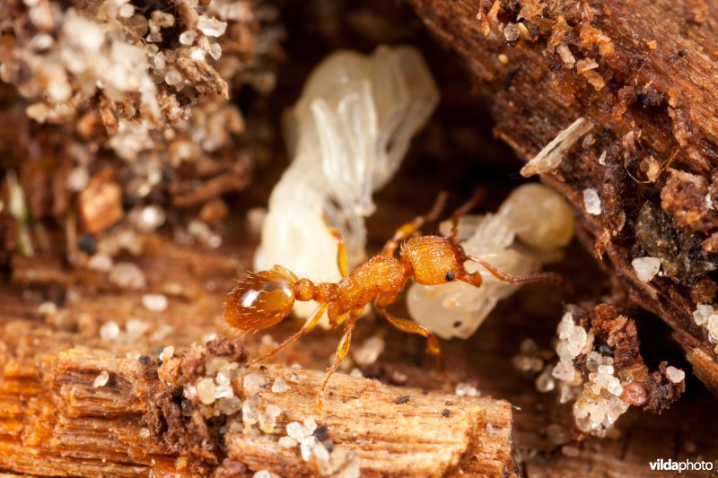 Zandsteekmier met poppen