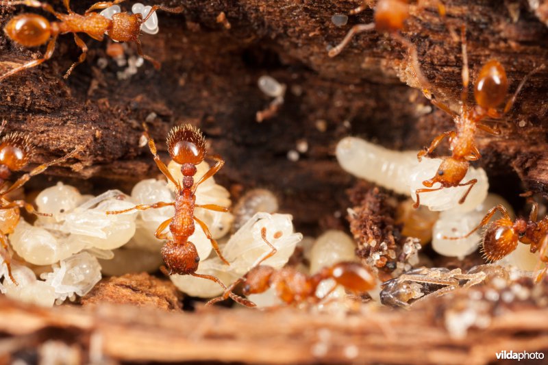 Zandsteekmieren in hun nest