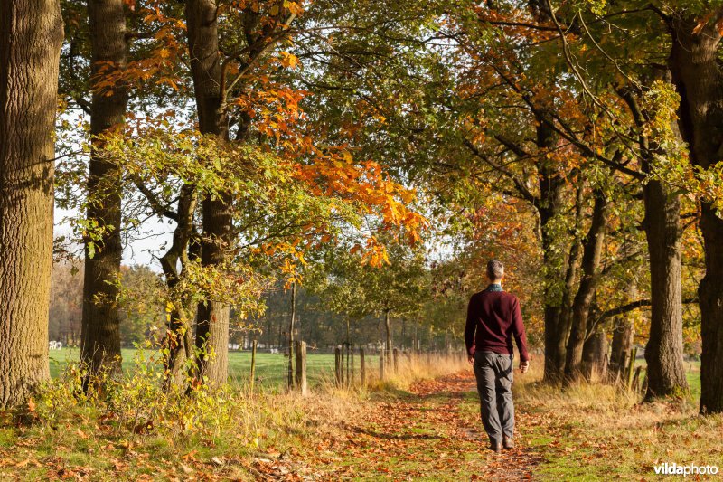 Wandelaar