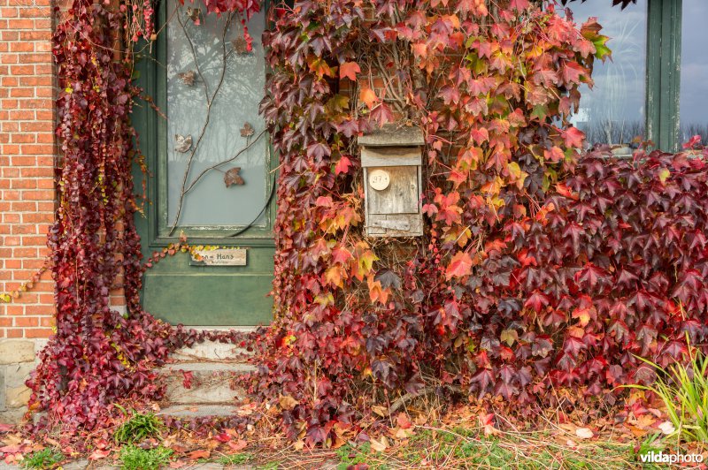 Wingerd met herfstkleuren