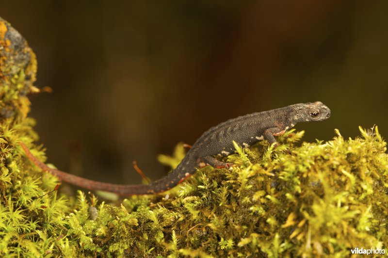 Noordelijke brilsalamander