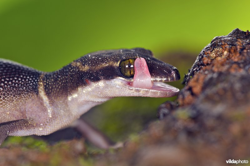 Cyrtodactylus deccanensis